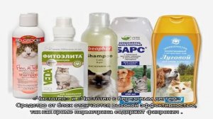 Шампунь от блох для кошек и котят: какой лучше