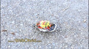 Pop Grenade