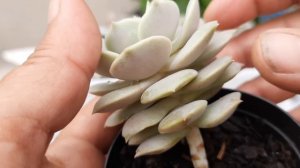 Como cultivar a echeveria Lola GUIA COMPLETO