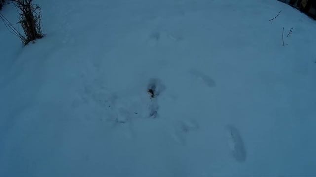 Как защитить плодовые деревья от зайцев зимой смотреть онлайн