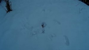 Как защитить плодовые деревья от зайцев зимой