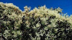 Горец бальджуанский семейства гречишные хороший медонос Highlander Baljuvon good honey plant