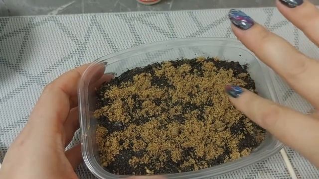 Гацания (газания, африканская ромашка) из семян до первых всходов