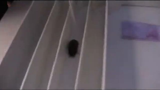 Шоу группа Kvatro plus Кватро плюс тараканьи бега смотреть онлайн