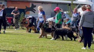 Молодые суки дш от Леси Воробьевой / Моно немецких овчарок ранга ПК БРОННИЦЫ 10 августа 2024