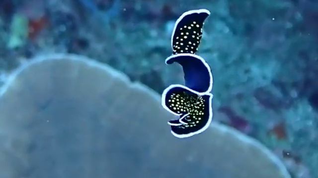 Плоский червь танцует на морском дне смотреть онлайн