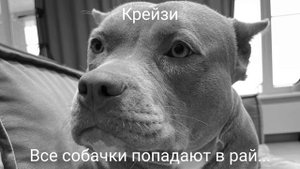 Крейзи (1).mp4