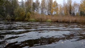 На рыбалку на Бородинское Озеро   Карельский перешеек Лен  Обл  Октябрь 2020 г (166)