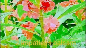 basil - Impatiens balsam 2  【MusicVideo】【高音質】