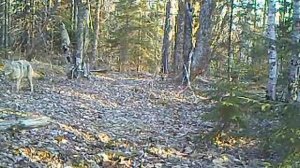 Встреча с волком в лесу