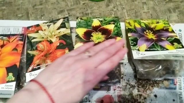 Посадила лилии дома, лилии Изи данс, Лайон харт смотреть онлайн