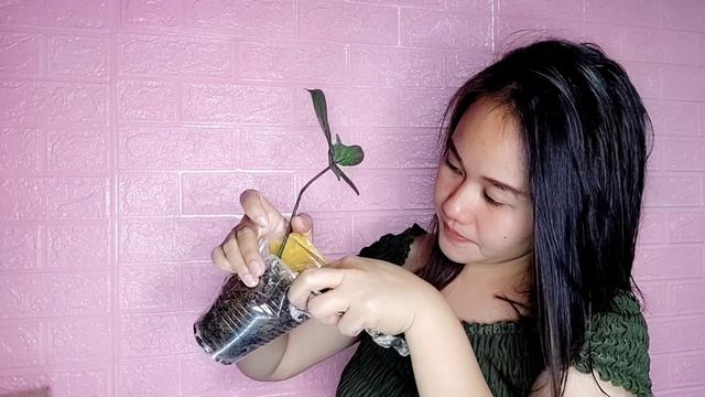 Unboxing Variegated Cebu Blue and Reverted Florida Beauty | PLANT PURCHASE 2022 смотреть онлайн