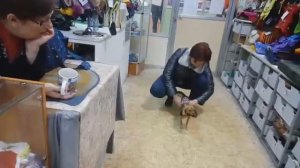 Вязанный свитер для той-терьера