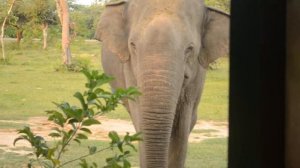 Asian elephant