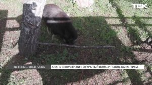 Овцебычка Алану выпустили в вольер после карантина: как животное живет в «Роевом ручье»