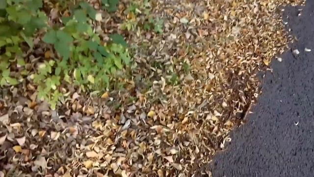 Искал маяк, но нашёл шишки. Панорамка смотреть онлайн