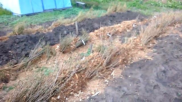 Как я храню саженцы смородины в прикопе .