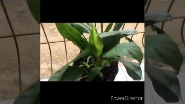 My Antorium смотреть онлайн