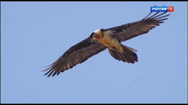 Дресс-код у птиц смотреть онлайн