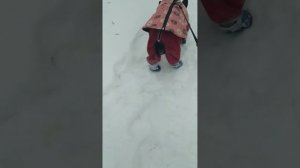 Сапожки для французского бульдога