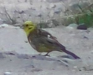 птица с желтой головой, Обыкновенная Овсянка, 23.07.2022, Вяжищи, Новгородская область