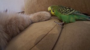 Попугай говорит с котом.? Смешные животные.