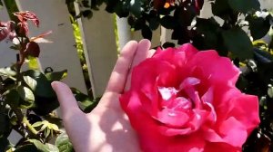 Роза "Седая Дама" плетистая, 2008