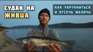 Судак на Тюльку и живцов чехонь окунь сорожка -  рыбалка осенью в сентябре на Волге в Тольятти 2020