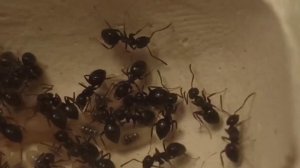 Lasius niger - черный садовый муравей | Лучший вид для новичка!