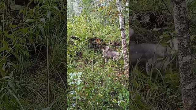 Хаски Умке ливень не страшен