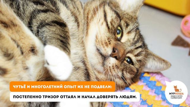 История спасения Тризора смотреть онлайн