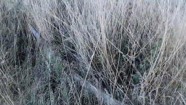 Дневник копателя Выселки