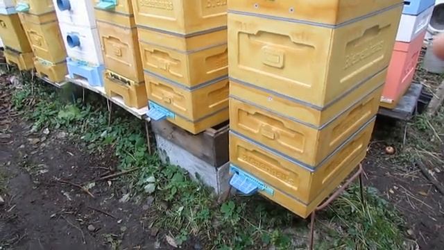 как осенью переставить пчел на новое место, и возможные ошибки при перестановке пчел.