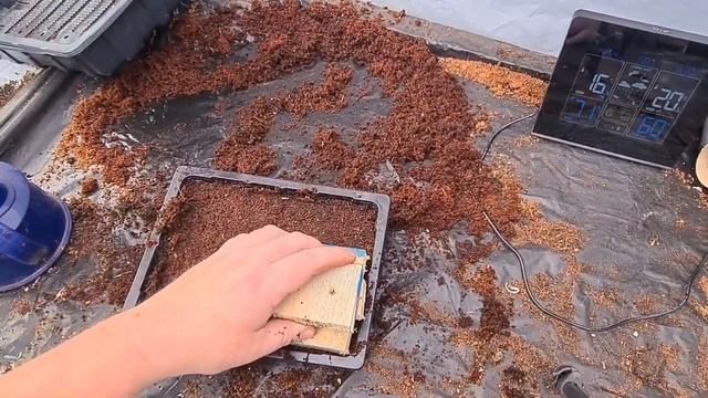 How to grow Polyanthus flowers from seed Part 1 смотреть онлайн