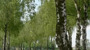 Занятие: " Ознакомление с природой в детском саду." Средняя группа.