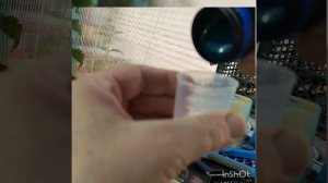 Черенкование крупнолистной гортензии кассетным способом. Мастер-класс