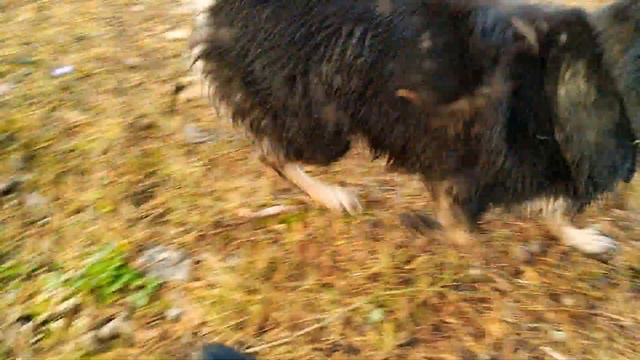 МАРТА или ЛАДА? (собаки не поделили палку) смотреть онлайн