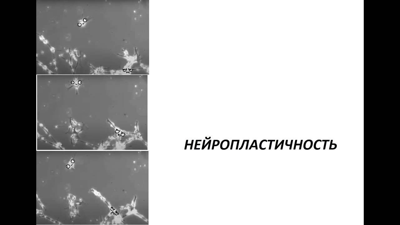 Нейропластичность