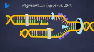 10 класс - Биология - Жизненный цикл клетки. Митоз