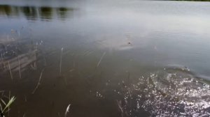 Как поймать большого карпа на тонкую леску. Мастер-класс