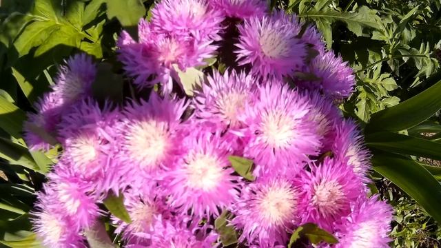 Стокезия (Stokesia) - многолетнее травянистое растение с коротким корневищем семейства астровых