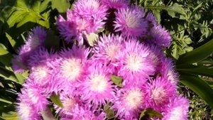 Стокезия (Stokesia) - многолетнее травянистое растение с коротким корневищем семейства астровых
