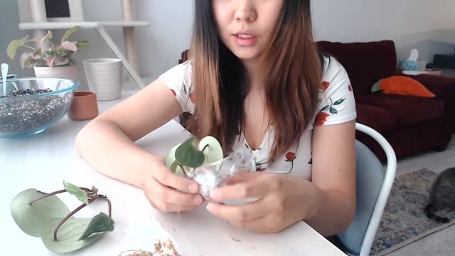 repotting online orders | watermelon peperomia, hoya obovata, syngonium neon robusta смотреть онлайн