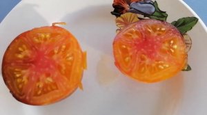 Томат Яркий самоцвет
