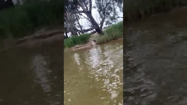 Man Rescues Dog From Being Drowned by Kangaroo || ViralHog