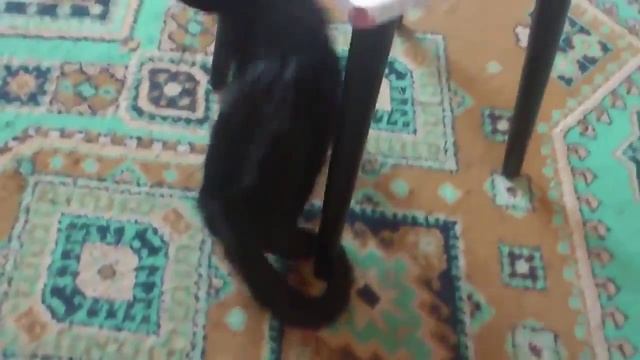 Кошка катается на жопе!!! Смешно смотреть онлайн