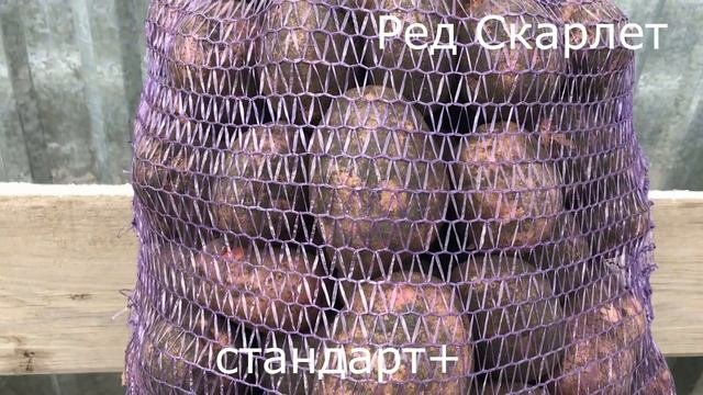 Картофель эконом и 1 сорт из Свердловской области. Свежий, оптом. +7(912)22-013-26 - Картофель Урал