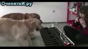 Две собаки и женщина!