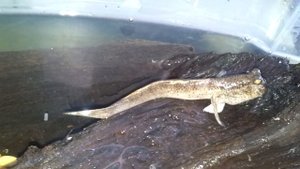 Илистый прыгун. Кормежка