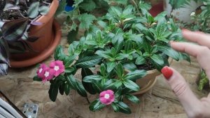 КАТАРАНТУС ЗАБЕРУ ДОМОЙ НА ПОДОКОННИК.2022